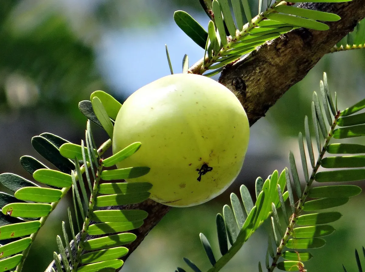 Triphala